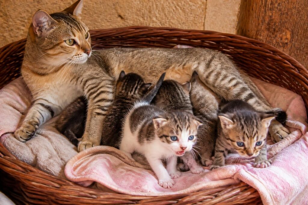 découvrez comment savoir si un chaton est sevré grâce aux signes clés à observer pour assurer son bien-être et une transition alimentaire réussie.