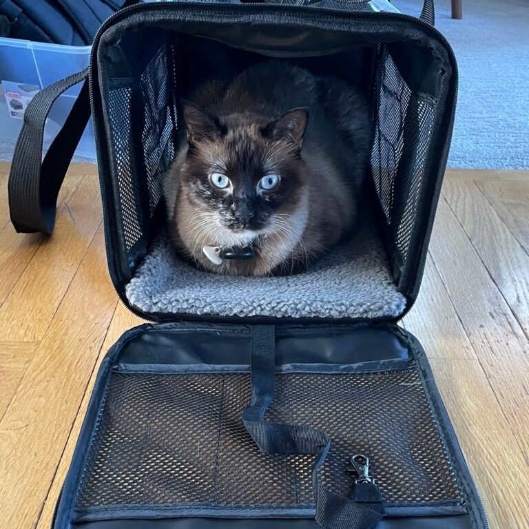 cat pension feline real