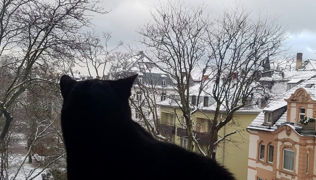 Chat en pension féline