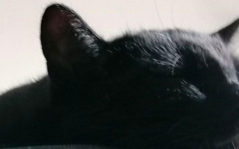 post routines cat real