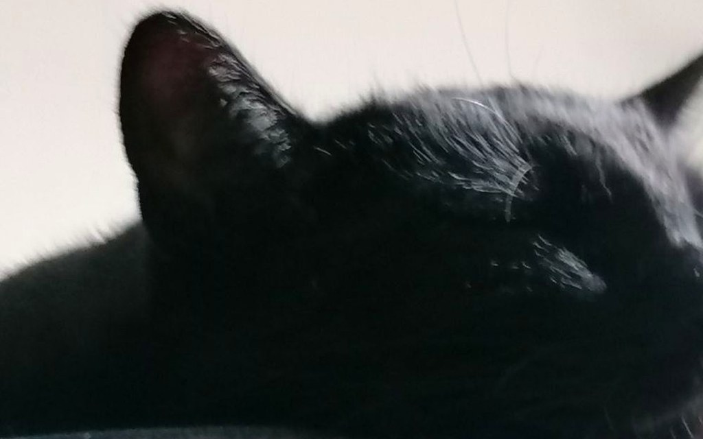 post routines cat real