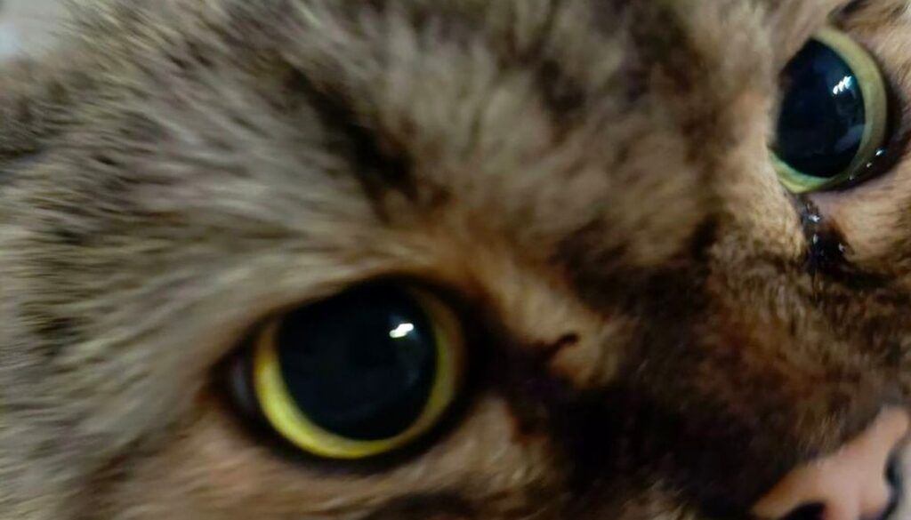 Chat calme et attentions quotidiennes