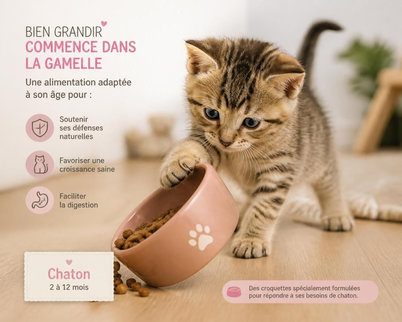 découvrez combien de nourriture donner à votre chat selon son âge et son poids pour assurer une alimentation équilibrée et adaptée à ses besoins.