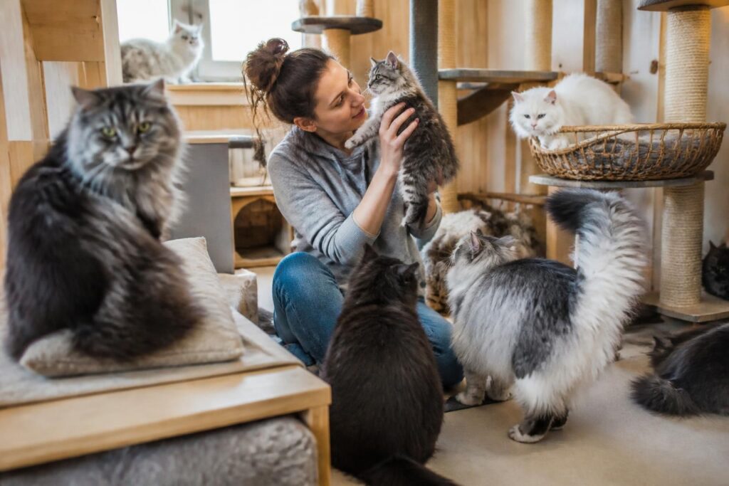 découvrez notre guide complet pour bien démarrer l'élevage de chat sibérien : conseils, soins, alimentation et astuces pour élever ces magnifiques félins en bonne santé.